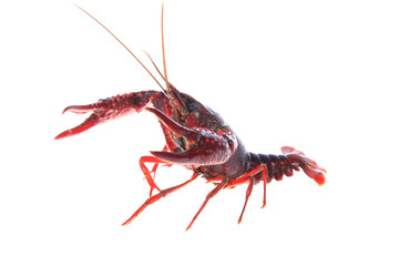 Crawfish, white background, close-up