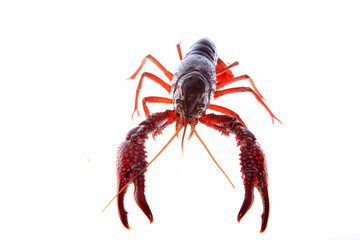 Crawfish, white background, close-up