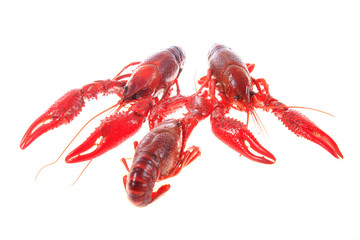 Crawfish, white background, close-up