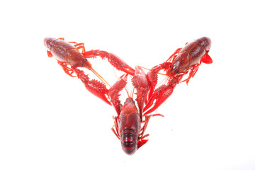 Crawfish, white background, close-up