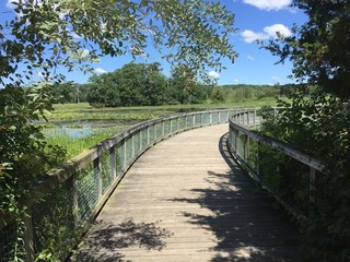 Obraz premium Boardwalk at Wildwing Lake