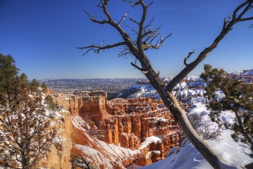 Dead Tree in the Snow and Hoodoos at Bryce