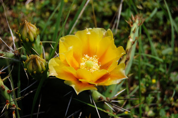 Prickly Pear Cactus Yellow Flower