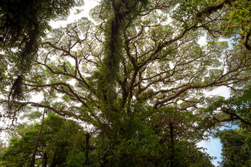 Tree foliage in rainforest