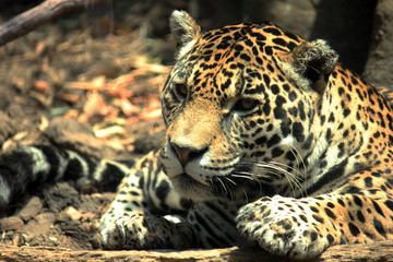 Leopardo © Antonio Barba