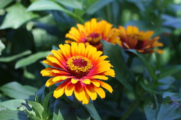 Gaillardia