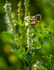 Bee in the grass on a hot day