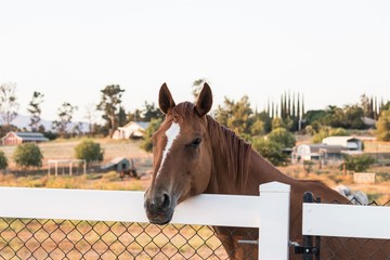 Bay horse with white blaze looking over a fence