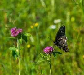 Black swallowtail on a flower
