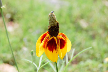 Yellow and Red Wildflower Prairie Coneflower