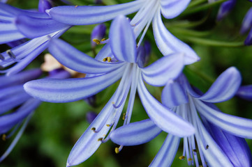 Lavender Blue Flower