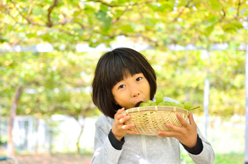 ぶどう狩りを楽しむ女の子