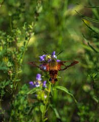 Hummingbird moth hunting for nector