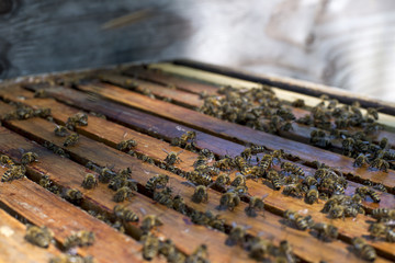 Honey bees on top of a hive