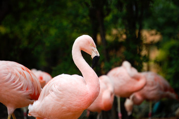 Pink Flamingo Group