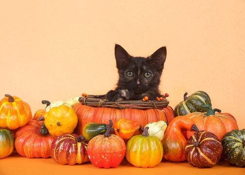One tortie tabby kitten in a pumpkin shaped basket looking directly at viewer surrounded by miniature pumpkins, squash and gourds, orange table and background. Autumn harvest Thanksgiving.