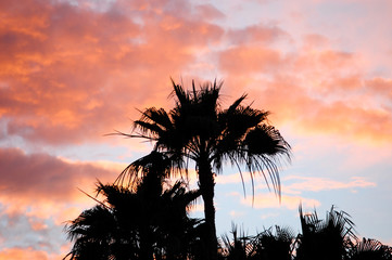 Southern California Palm Tree Sunset 1
