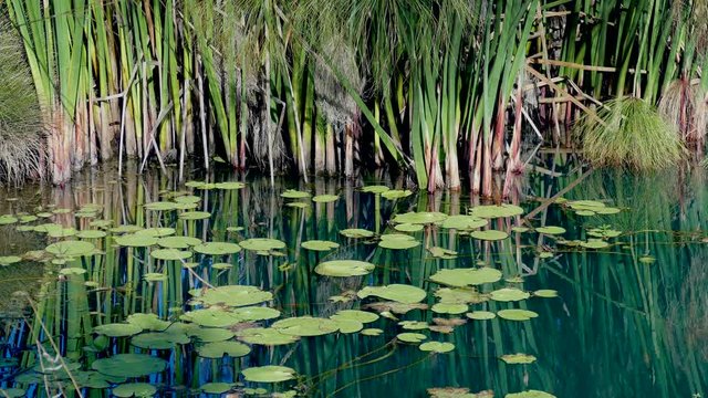 Close up of water lillies floating in a still pond with tall reeds reflected in the water.