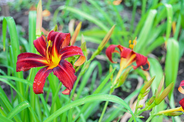 Red daylily (Hemerocallis)