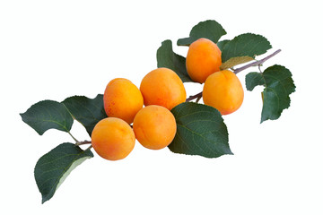 Ветка абрикосового дерева,фон белый © Sergey