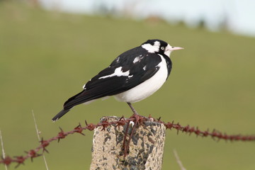 Black and White Bird sitting on barbwire