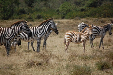 Obraz na płótnie Canvas a baby zebra in Kenya, Africa