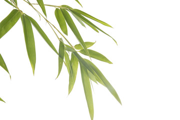 Fototapeta na wymiar Fresh bamboo leaves on white background