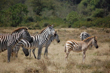 Obraz na płótnie Canvas a baby zebra in Kenya, Africa