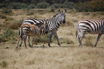 Fototapeta na wymiar a baby zebra in Kenya, Africa