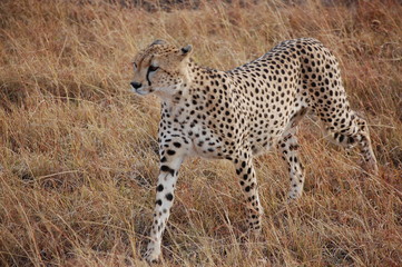 Cheetahs in Kenya