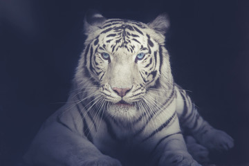 white tiger - 166158414