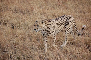 Cheetahs in Kenya