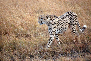 Cheetah in Kenya