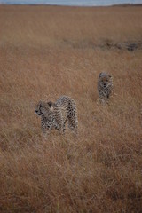 Cheetah in Kenya