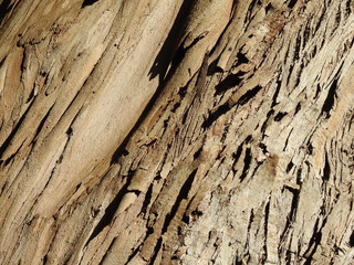 Bark of eucalyptus tree