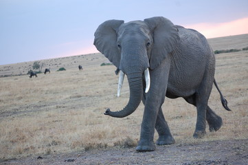 Fototapeta na wymiar an up close portrait of an elephant in Kenya