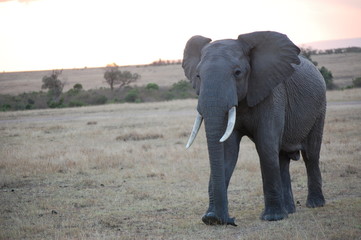 Fototapeta na wymiar an up close look at an elephant in Kenya