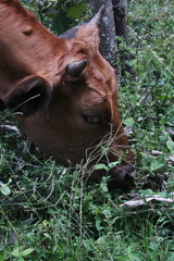 bull