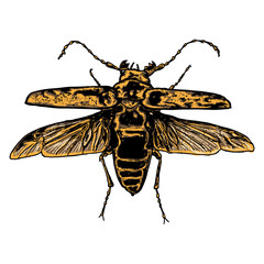 Insect stipple drawing isolated in color for Halloween. Insects and bug beetle in trendy colourful embroidery stippling and hatching, shading style. Vector.