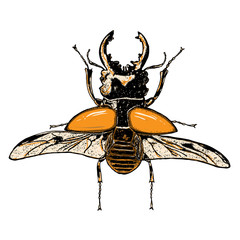 Insect stipple drawing isolated in color for Halloween. Insects and bug beetle in trendy colourful embroidery stippling and hatching, shading style. Vector.