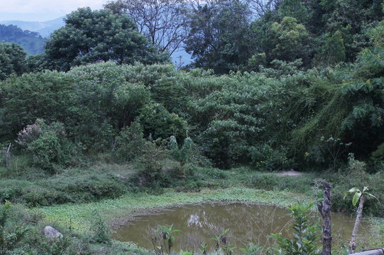 Oasis