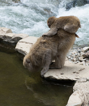 Baby snow monkey or Japanese macaque sitting on its mother's back as mom drinks from a hot spring pool.