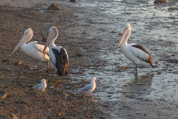 Pelicans on the Prowl.