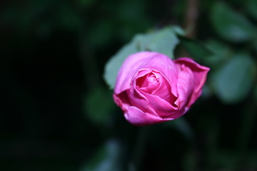 Fototapeta na wymiar Blooming Rose