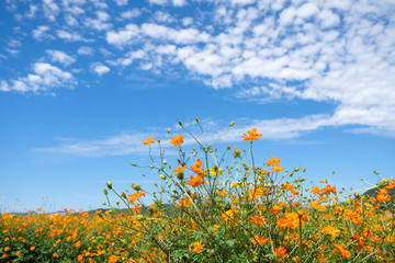 キバナコスモスと青空