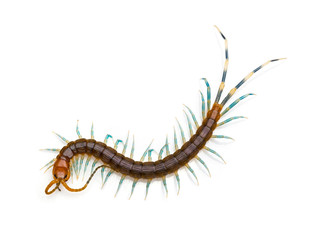 top view Centipede on a white background