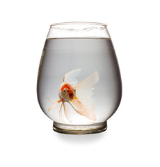 orange Koi carp looking at camera with mouth opened in a glass tank on white with clipping path