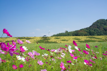 コスモス