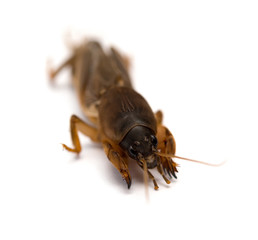 cricket on white background close up