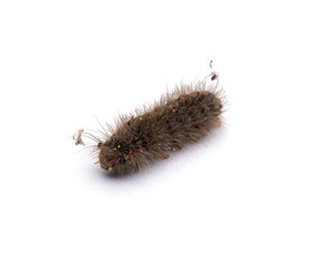 millipede on white background close up